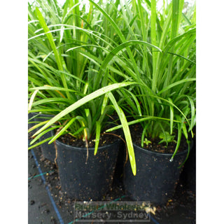 Liriope Evergreen Giant 140Mm Pot Plants