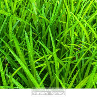 Liriope Evergreen Giant 140Mm Pot Plants