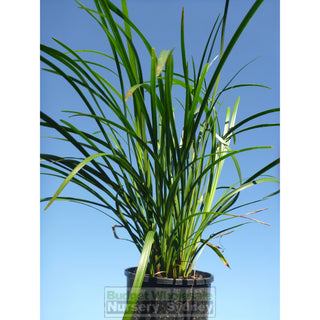 Liriope Evergreen Giant 140Mm Pot Plants
