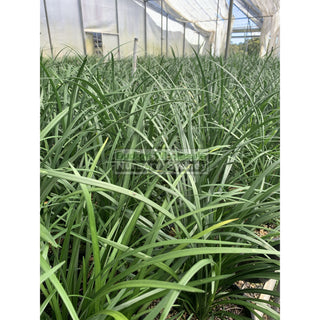 Liriope Evergreen Giant 200Mm Pot Plants