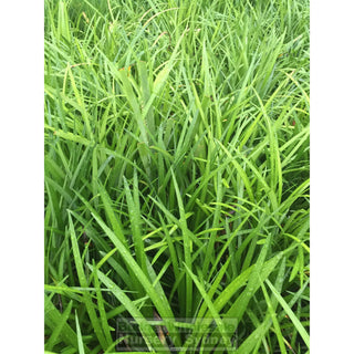 Liriope Evergreen Giant 200Mm Pot Plants