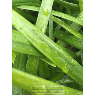 Liriope Evergreen Giant 200Mm Pot Plants