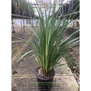Liriope Evergreen Giant 200Mm Pot Plants