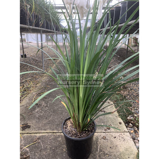 Liriope Evergreen Giant 200Mm Pot Plants