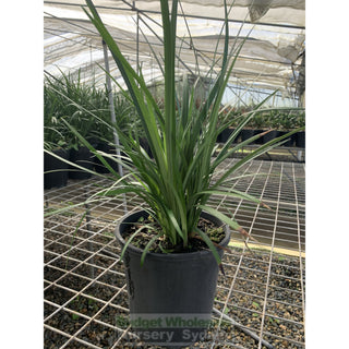 Liriope Evergreen Giant 200Mm Pot Plants