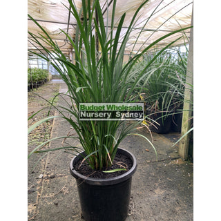 Liriope Evergreen Giant Xlarge 300Mm Pot Plants