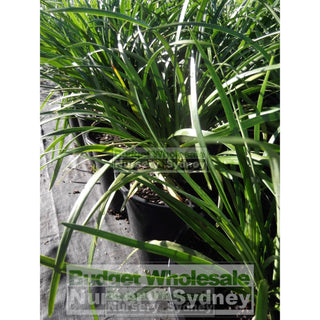Liriope Evergreen Giant 200Mm Pot Plants