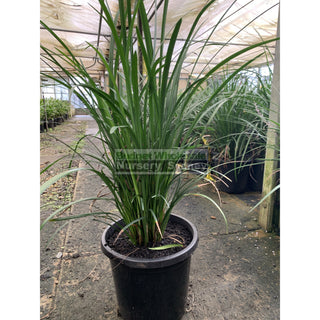 Liriope Evergreen Giant Xlarge 300Mm Pot Plants