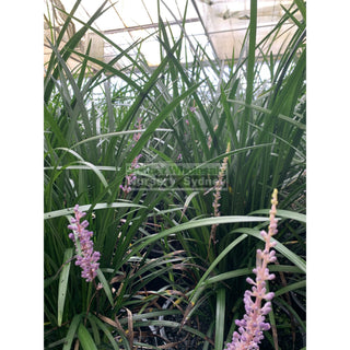 Liriope Evergreen Giant Xlarge 300Mm Pot Plants