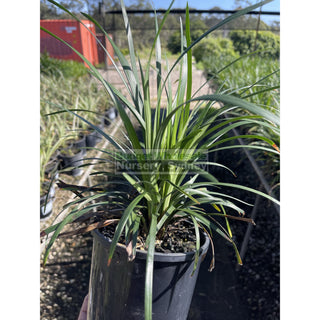 Liriope Munroes White 140Mm Pot Plants