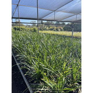 Liriope Munroes White 140Mm Pot Plants