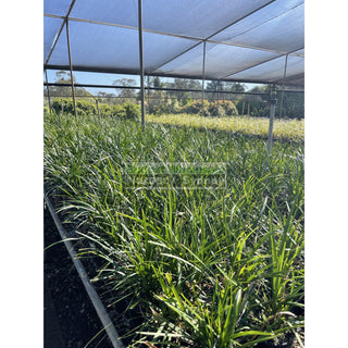 Liriope Munroes White 140Mm Pot Plants