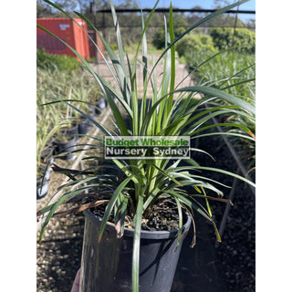 Liriope Munroes White 140Mm Pot Plants