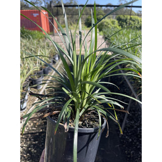 Liriope Munroes White 140Mm Pot Plants