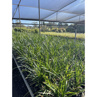 Liriope Munroes White 140Mm Pot Plants