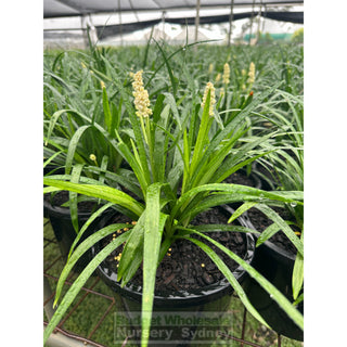 Liriope Munroes White 200Mm Pot Plants