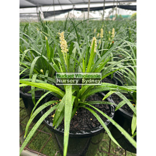 Liriope Munroes White 200Mm Pot Plants