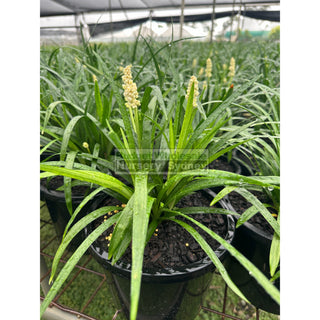 Liriope Munroes White 200Mm Pot Plants