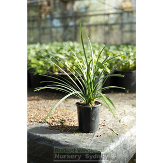 Liriope Muscari 140Mm Pot Plants