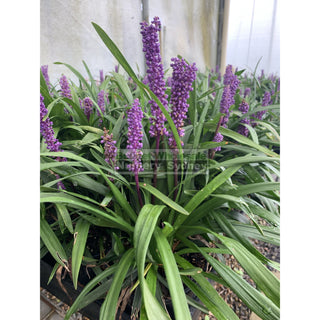 Liriope Muscari 140Mm Pot Plants