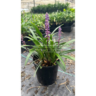 Liriope Muscari 140Mm Pot Plants