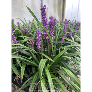 Liriope Muscari 140Mm Pot Plants