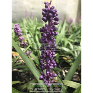 Liriope Muscari 140Mm Pot Plants