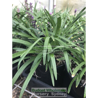 Liriope Muscari 140Mm Pot Plants