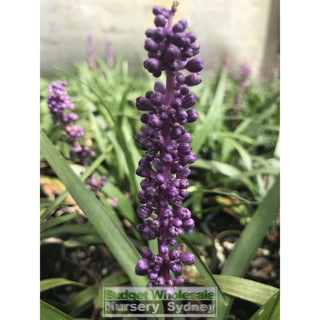 Liriope Muscari Large 200Mm Pot Plants