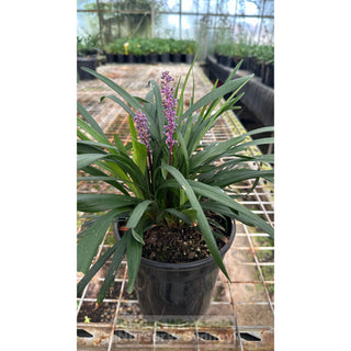Liriope Muscari Large 170Mm/200Mm Pot Plants