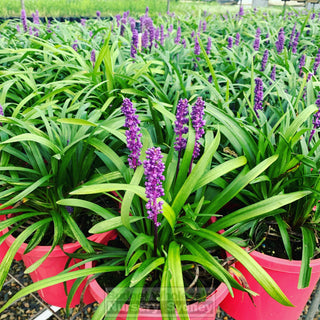 Liriope Muscari Large 200Mm Pot Plants