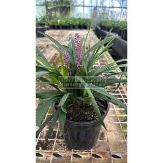 Liriope Muscari Large 170Mm/200Mm Pot Plants