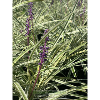 Liriope Muscari Variegated 140Mm Pot Plants