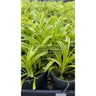 Liriope Muscari Variegated 140Mm Pot Plants