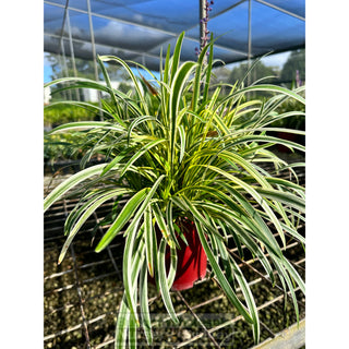 Liriope Muscari Variegated 140Mm Pot Plants