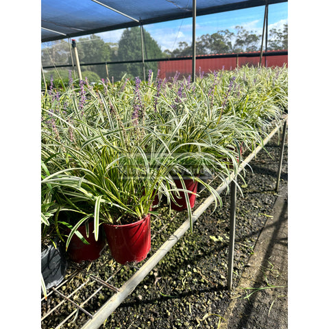 Liriope Muscari Variegated 140Mm Pot Plants