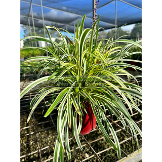 Liriope Muscari Variegated 140Mm Pot Plants