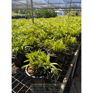 Liriope Muscari variegated large 200mm Pot Plants
