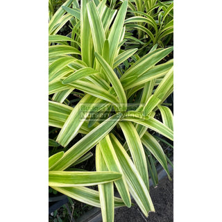 Liriope Muscari Variegated 140Mm Pot Plants