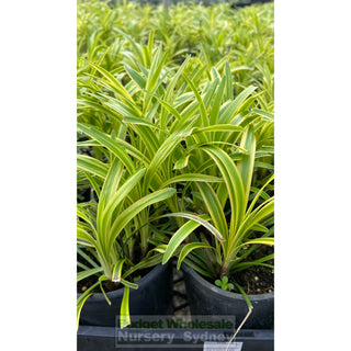 Liriope Muscari Variegated 140Mm Pot Plants