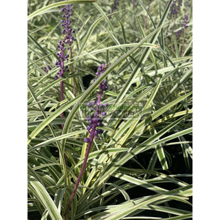 Liriope Muscari Variegated 140Mm Pot Plants