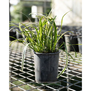 Liriope Muscari Variegated 140Mm Pot Plants
