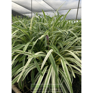 Liriope Muscari Variegated 140Mm Pot Plants