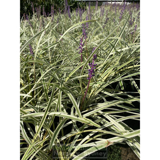 Liriope Muscari Variegated 140Mm Pot Plants