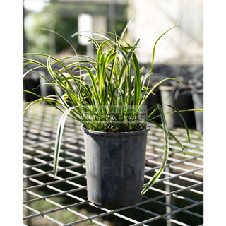 Liriope Muscari Variegated 140Mm Pot Plants