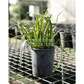 Liriope Muscari Variegated 140Mm Pot Plants