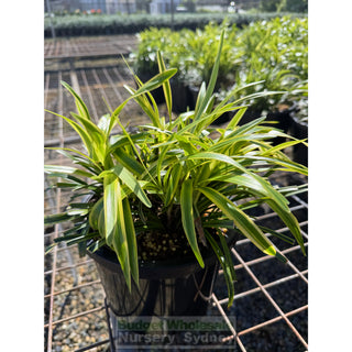 Liriope Muscari variegated large 200mm Pot Plants