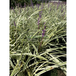 Liriope Muscari Variegated 140Mm Pot Plants