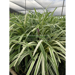 Liriope Muscari Variegated 140Mm Pot Plants