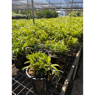 Liriope Muscari variegated large 200mm Pot Plants